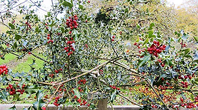  Holly Tree/bush/hedge Ilex Aquafolium 15 Seeds • £1.75