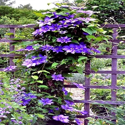 20 Blue Downy Clematis Macropetala Hybrid Flower Seeds Climber Plant Hardy Vine • $8.95