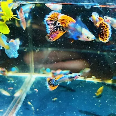 1 Trio Live Guppy Fish-dumbo Mosaic-high Quality Fish USA Seller • $25