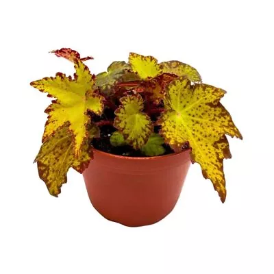 Begonia Little Beaver Rhizomatous 4 Inch Yellow Jagged Leaves • $24.99