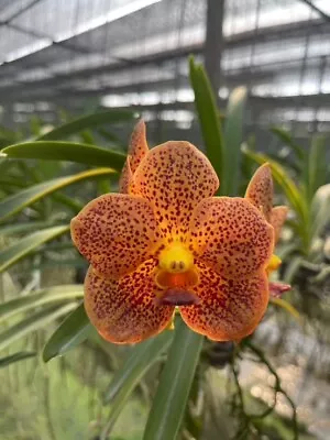 Vanda Orange With  Spots     BS Orchid • $38