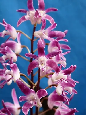 $20 • Buy THG Orchid DENDROBIUM X Delicatum 'BB King'  DIv  In 68mm Tube