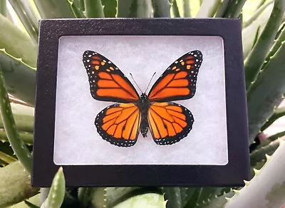 Monarch Danaus Plexippus Real North American Butterfly Mounted Riker Framed  • $49