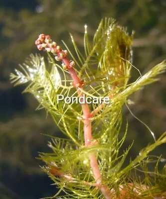 Red Myriophyllum Uk Native Oxygenator. X2 Plants @£10  Spiked Water Milfoil.  • £10