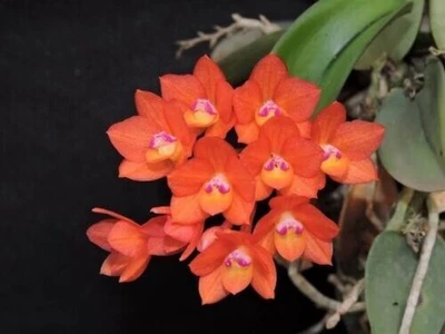 $29 • Buy AURO - Orchid Cattleya (Sophronitis) Cernua - 50mm Species Seedling