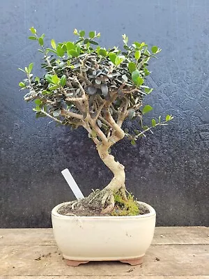 Shohin Bonsai Tree Olive Outdoor Tree  Small Leaves In Ceramic Bonsai Pot 2 • £80