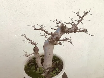 Chinese Elm Bonsai Tree Classic Style AHG • $450