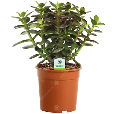 £12.99 • Buy Crassula Minor - 1 Plant - House / Office Live Indoor Pot Money Penny Tree