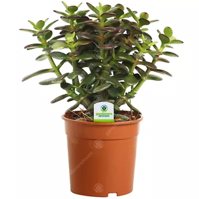 £12.99 • Buy Crassula Minor - 1 Plant - House / Office Live Indoor Pot Money Penny Tree