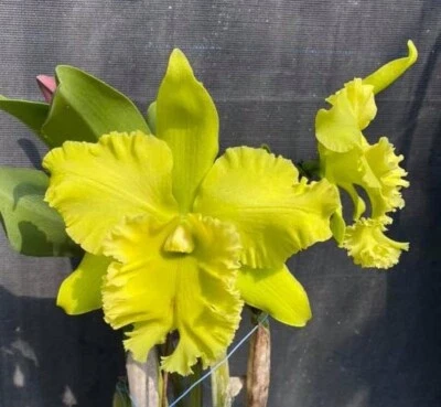 $25 • Buy Orchid Plant 0400. Cattleya Village Chief 'Green Tainan' Nice Mericlone In 100mm