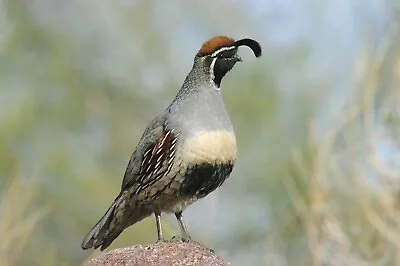 Gambel's Quail Taxidermy / Decoy Carving Reference Photo Cd • $14.95