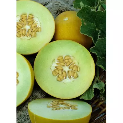 Melon Honeydew Sweet Delight Organic Non Gmo Free Ship • $1.99