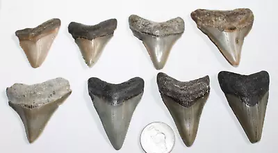 MEGALODON Shark Tooth Fossil No Repair Natural LOT OF 8 BEAUTIFUL TEETH • $71
