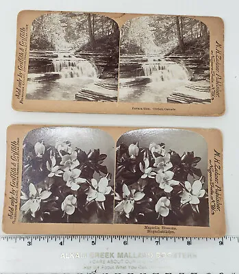 Vintage Stereoviews By M.H. Zahner  Magnolia Blossoms.  • $9.99