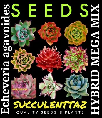 Echeveria Agavoides MEGA MIX 50 + Seeds  EBONY ROMEO RUBIN PLUS MANY OTHERS • $15.50