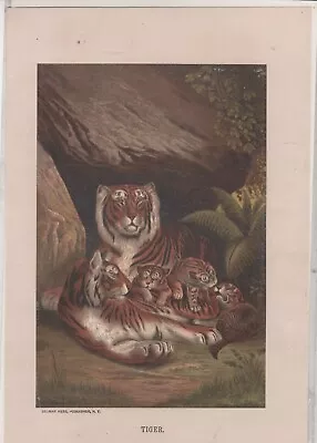 ART (1885)   LION  (Chromolithograph Print Prang - Selmar Hess NY) • $12.50