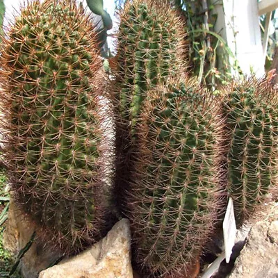 Eriosyce Curvispina - 15 Seeds - Chile Cacti Cactus • £1.50