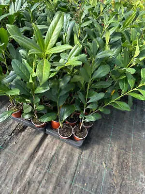 10 Cherry Laurel Hedging Apx 25-40cm In Pots - Great Quality Plants • £29.95