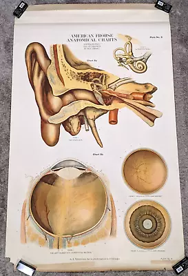 Vtg 1918 American Frohse Max Brodel Human Ear & Eye Anatomical Chart • $99.99