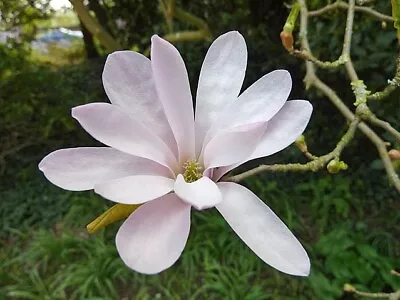 Magnolia X Loebneri | Loebner Magnolia | 10 Seeds • $6.79