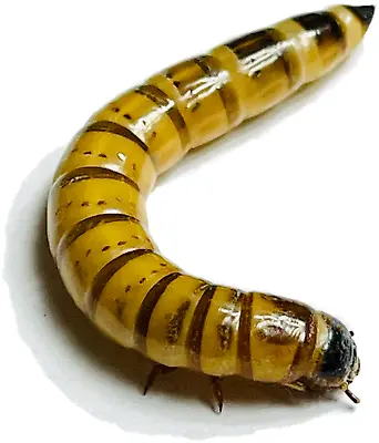 1000 Large Superworms  1.75 -2   - Live Arrival Guarantee - • $39.99