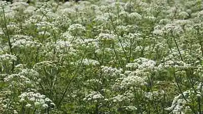 Anthriscus Sylvestris - Cow Parsley 9cm Pot Or Bare Root Tall Wild White Flower • £3.99