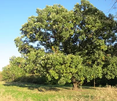 Bur Oak  Tree Plant 16 To 24 Inch  Tree  • $9.99