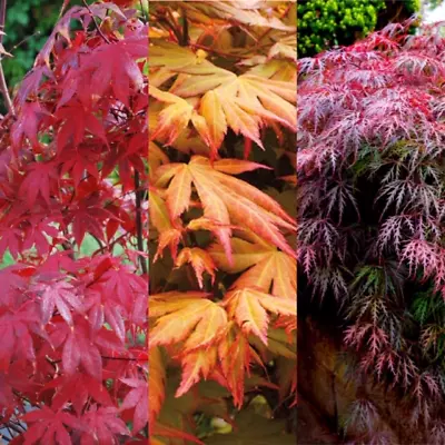 3 X Acer Plant Collection - 11cm Pots - Vars Like Atropurpureum - Orange Dream • £23.99