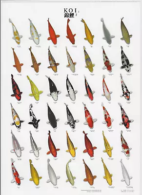 VAN KEULEN Japanese Japan Koi Carp Pond Fish Varieties A4 Laminated Poster  2 • £21.15