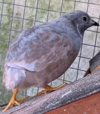 15  Button Quail Hatching Eggs • $30