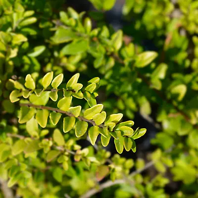 £14.95 • Buy Garden Perennial - Honeysuckle - Lonicera 'Lemon Beauty' -Full Plant In 2 L Pot