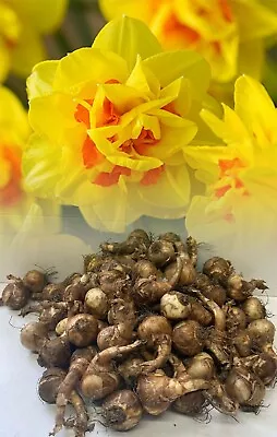 1-200 Beauvallon Double Daffodil Bulbs Yellow/orange Spring Garden Perennial • £113.75