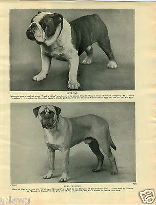 1930 Book Plate Dog Print Bulldog Vindex Vistar Bull Mastiff Wisdom Chow Choonam • $14.99