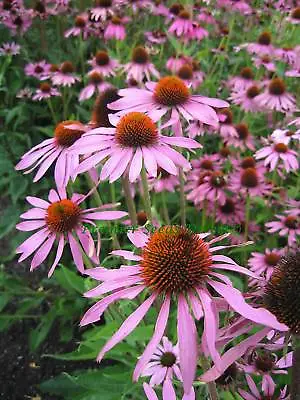 Echinacea Coneflower Purple 360 Flower Seeds Perennial Flower • £2.99