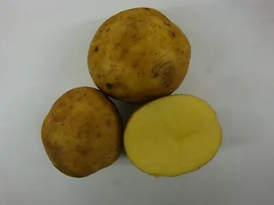 Certified YUKON GOLD Seed Potatoes Spring 2024-FREE SHIPPING • $20.95