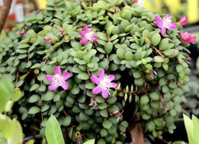 Medinilla Sedifolia Miniature Vining Terrarium Plant • $20