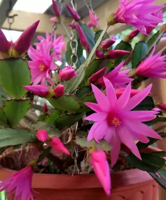 Easter Cactus Rhipsalidopsis Gaertneri Pink Flower Plant • $19.50