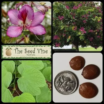 $6 • Buy 10+ PURPLE ORCHID TREE SEEDS (Bauhinia Purpurea) Flowering Edible Tropical
