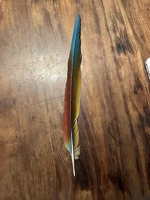 Military Macaw Tail Feather 14” • $10