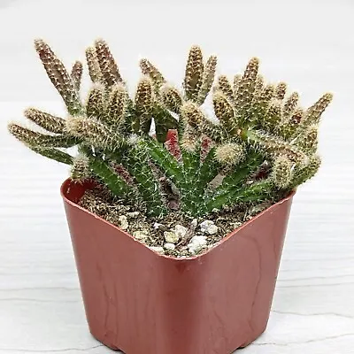 Cactus Plant - Rhipsalis Baccifera - Mouse Tail Cactus - In 2  Pot • $4.99