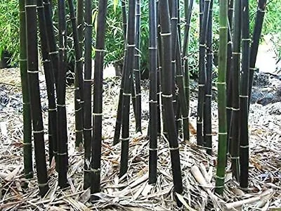 150 Rare Black Bamboo Seeds To Grow Black Bamboo • $9.96