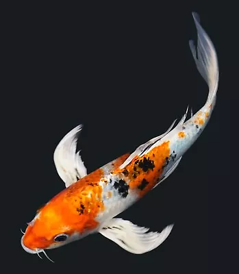 Live Koi Fish 9  Yamatonishiki Butterfly Koibay • $45