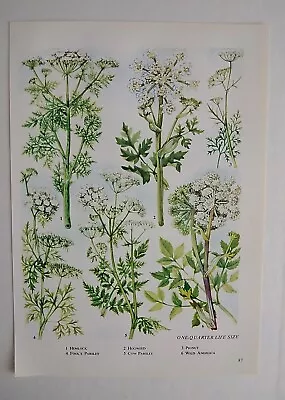 Cow Parsley Angelica Vintage Botanical Print Picture Wildflower Illustration Art • £10