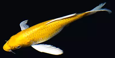 Live Koi Fish 7-8  Yellow Yamabuki Ogon Butterfly Koibay • $46