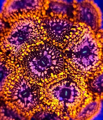 UTTER CHAOS ZOA ZOANTHID Coral Frag - NOT SPS LPS SOFT (3pcs+) • £19.95