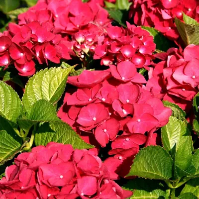 £9.75 • Buy 2x Hydrangea Macrophylla 'Teller Red' XXL Jumbo Plug Plants - 24HR DISPATCH