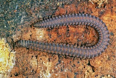 2ct Live Brown Crested Millipedes•Insects• Reptiles• Bioactive• • $15