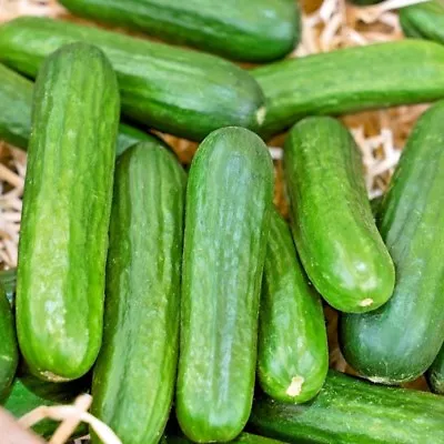 31+Muncher CUCUMBER Seeds Organic Summer Vegetable Garden Patio Container Easy • $3.25