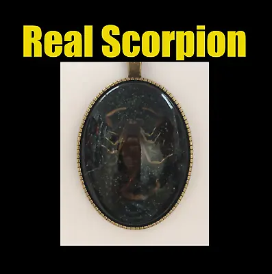 $11.99 • Buy Real Insect SCORPION Necklace Oval Jewelry Vintage Style Pendant