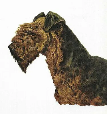 Welsh Terrier - CUSTOM MATTED - 1976 Vintage Dog Art Print - Cozzaglio • $15